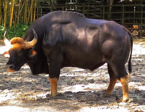 Apa Beza Seladang Dengan Banteng Kau Tahu Tak 