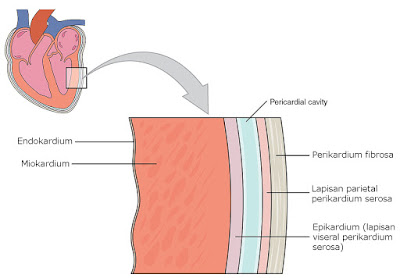  Jantung merupakan organ berotot pada manusia dan hewan lainnya Anatomi Jantung (Artikel Lengkap)