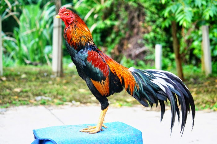 Ciri Ayam  Laga  dari Thailand Ayam  Juara