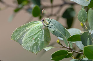 mariposa-limonera-gonepteryx-rhamni-