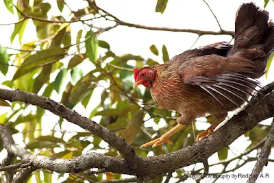 Hen on Durian Tree