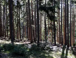 Wald