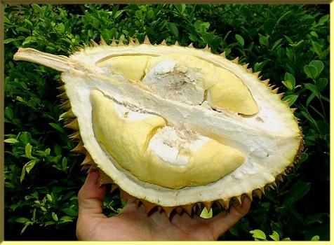 Dalam Hati Ada Taman: Kisah-kisah durian