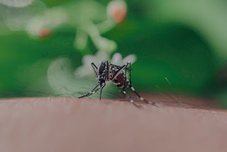 dengue fever, dengue fever symptoms, dengue fever treatment, dengue fever vaccine, what is dengue fever, dengue fever band, dengue fever rash, 7 warning signs of dengue fever, symptoms of dengue fever, dengue fever preventions, dengue fever maps, dengue fever death rate, big island dengue fever, dengue fever viruses,