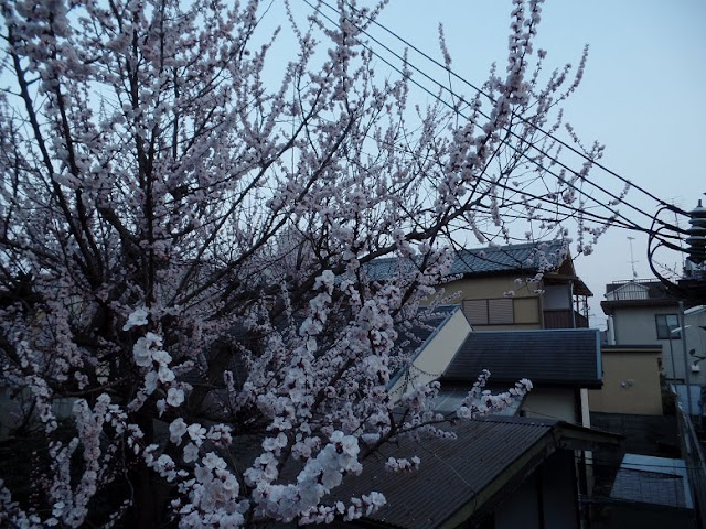 kyoto arashiyama cherry blossom