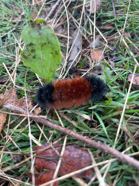 A wooly bear caterpillar sitting in the grass. Its brown color is a little bit more than its black. Must going to be an easier winter.