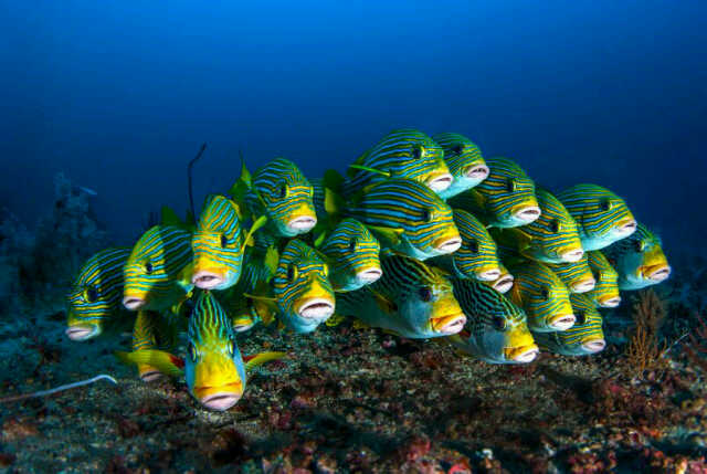 Wayag Islands Raja Ampat