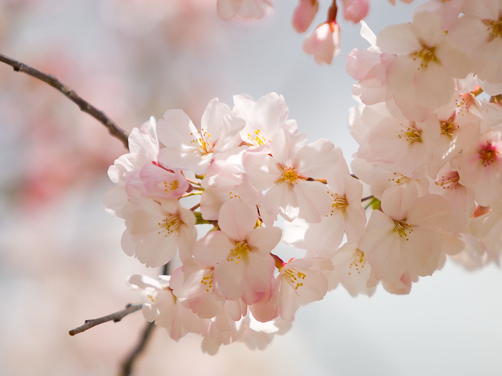 Nature Four Seasons: Spring Wedding Flowers in Season