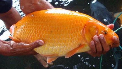 Pilihan Umpan Ikan Mas  Buat yang Hobi Memancing