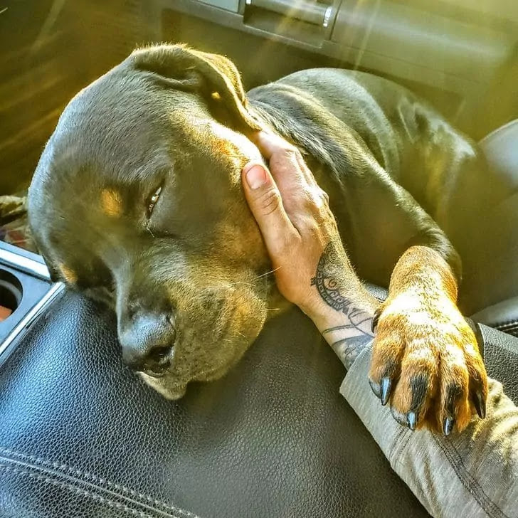 18 Loving Pets That Truly Stole Their Owners' Hearts