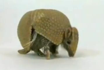 Foto Armadillo