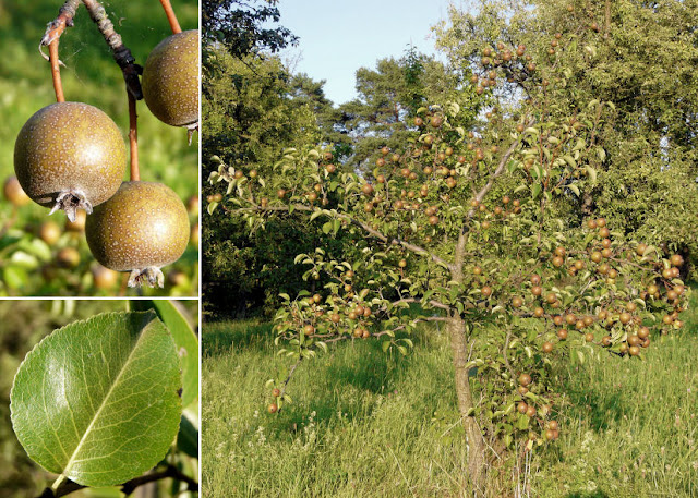 Груша сердцевидная (Pyrus cordata)