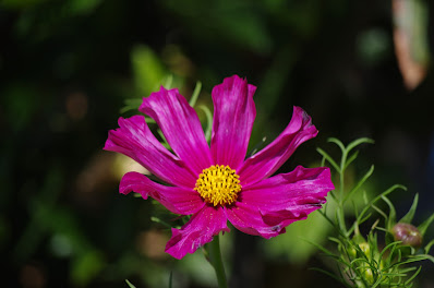 Fleur de  : Cosmos