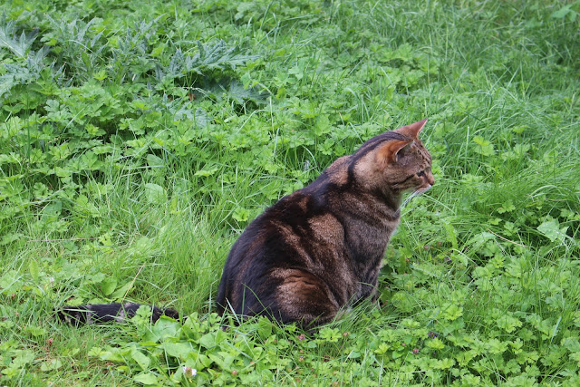 Photo of our back lawn which looks rather wild and woolly