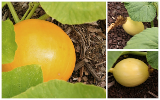 growing pumpkins