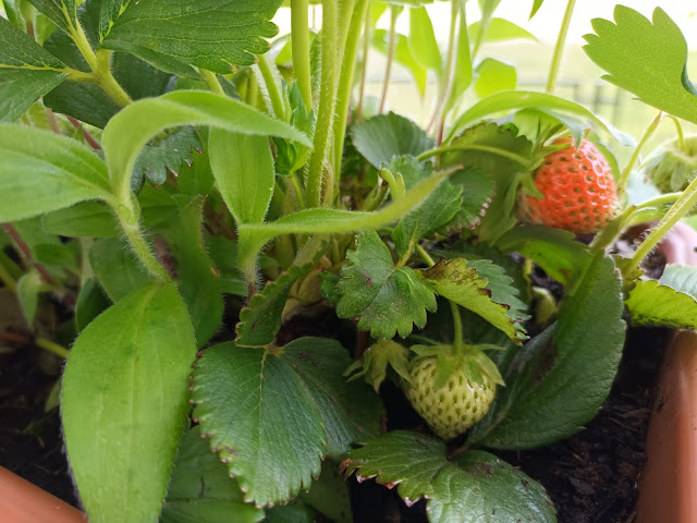 Fresones (Fragaria x ananassa). Fructificación.