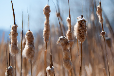 Cattails in South Platte Park