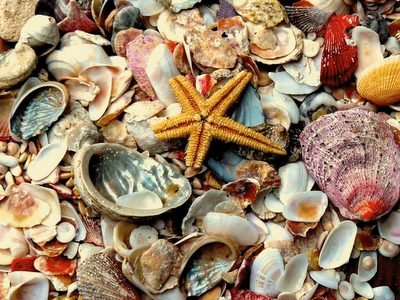 Shells In The Sea. quot;She sells sea shells by