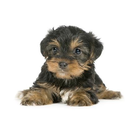 Yorkshire-Terrier-Puppie