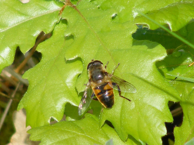 Drone Fly Eristalis tenax, Eperon de Murat, Indre et Loire, France. Photo by Loire Valley Time Travel.