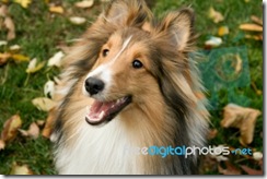 sheltie