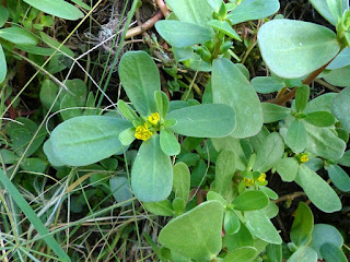 Portulaca oleracea - Pourpier maraîcher