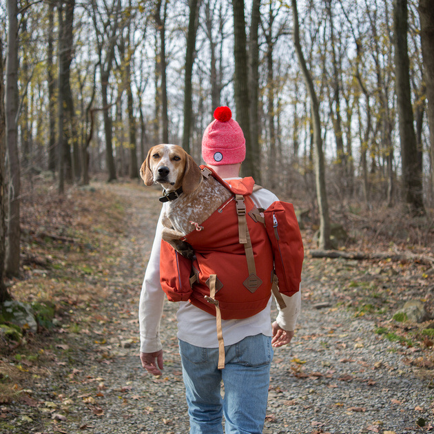 Fotógrafo leva seu cão resgatado Maddie por uma épica aventura pelos EUA