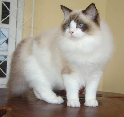 1- قط الراغدول: Ragdoll cat