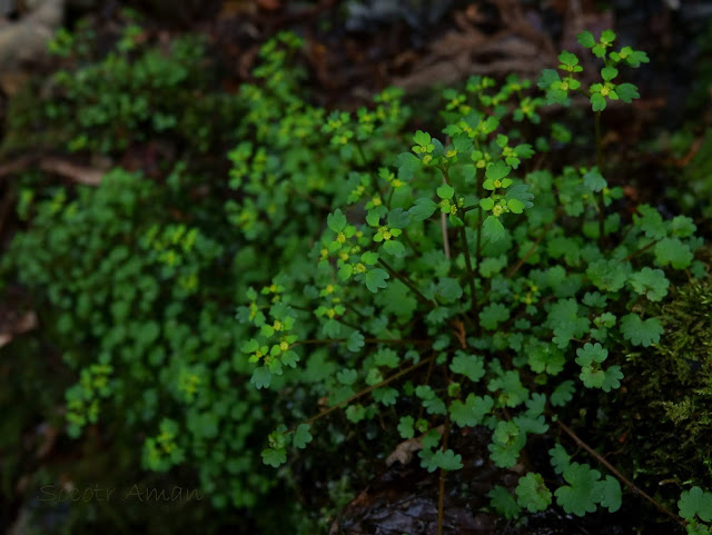 Chrysosplenium flagelliferum