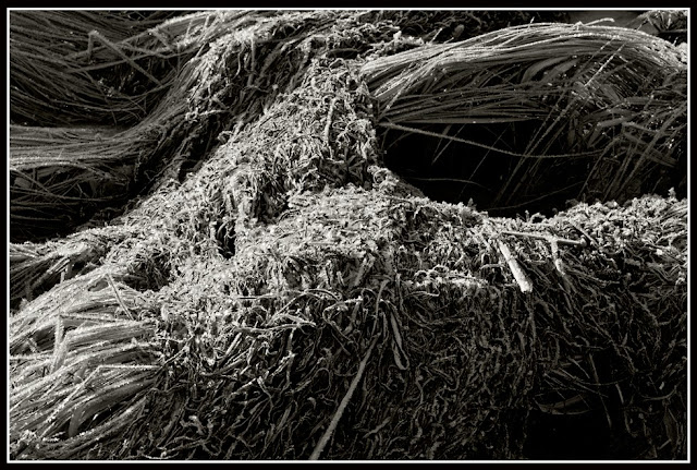 Nova Scotia; Grasses; Frost