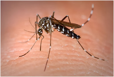 Nyamuk Aedes, nyamuk demam berdarah, bahaya nyamuk