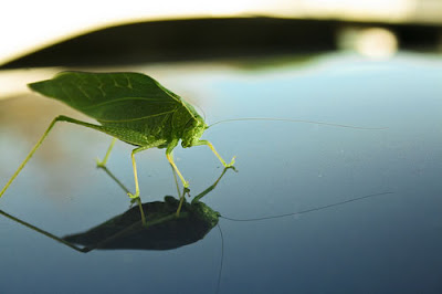 Beautiful Examples Of Reflective Photography 