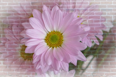pink daisies with brick background photo by mbgphoto