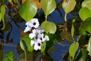 Water Hyacinth Water Purification