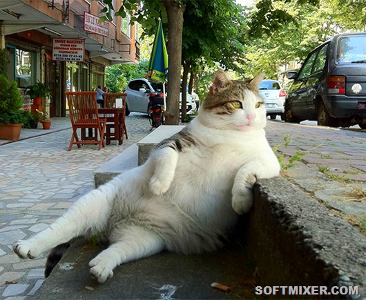 sitting-cat1