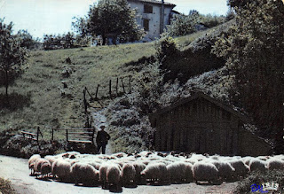 pays basque autrefois agriculture brebis