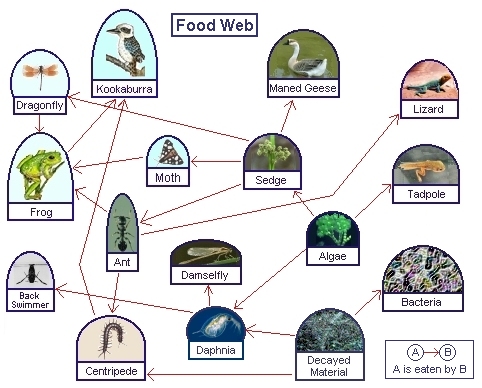 tundra food web. food chain diagram for kids.