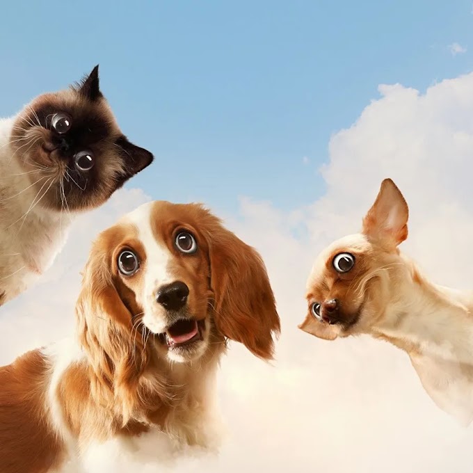 The Ultimate Guide to Owning Cats and Dogs Everything You Need to Know