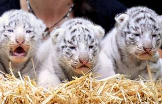 tiger cubs for sale in kuwait,lion cubs for sale in kuwait,tiger cubs for sale,where can i buy tiger cubs,kuwait cats and kittens,exotic cats for sale