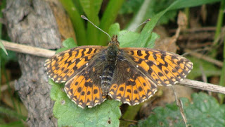 Boloria (Clossiana) selene DSC52225