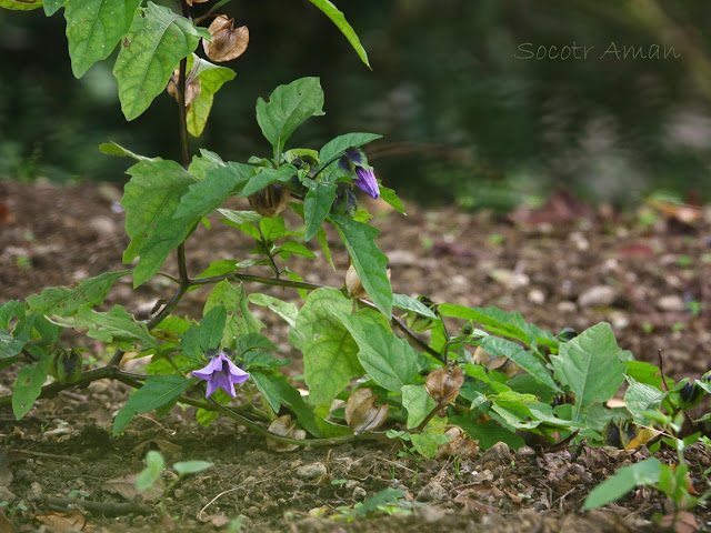 Nicandra physalodes