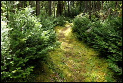 Campobello  3 SW trail loop 080
