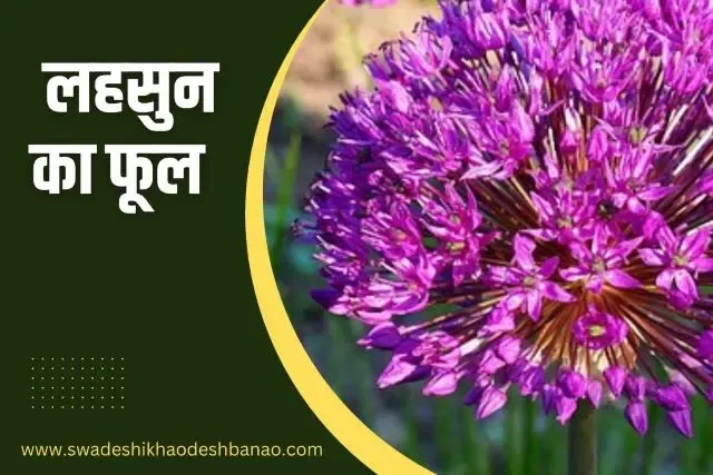 Information about garlic flower in Hindi