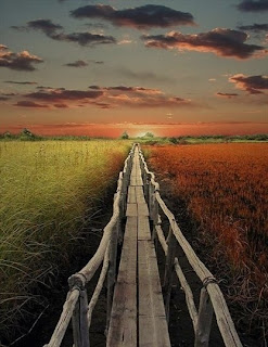 Beautiful Nature Wildlife Photography