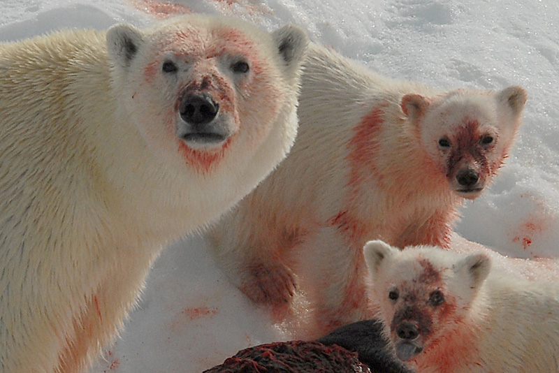 pictures of polar bears eating