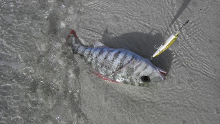 ホテル前のルアー釣りでＨＩＴするマトフエフキ