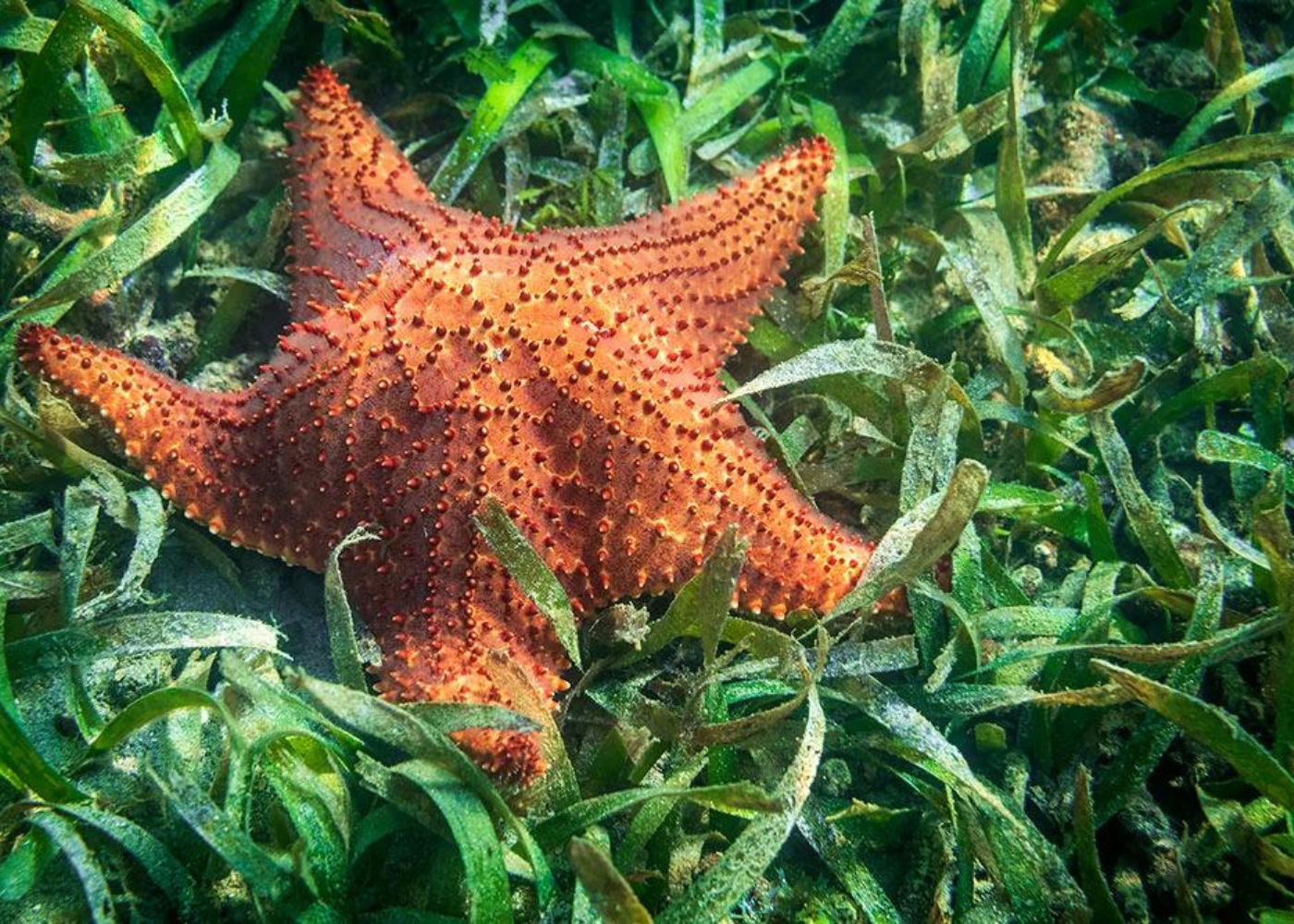 Panamá - Conferência mundial destaca ações e políticas de proteção aos oceanos