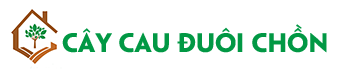 Cây Cau Đuôi Chồn