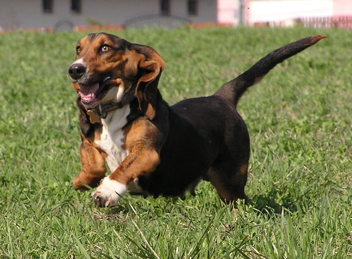 Basset Hound:Pictures of Dogs and All About Dog
