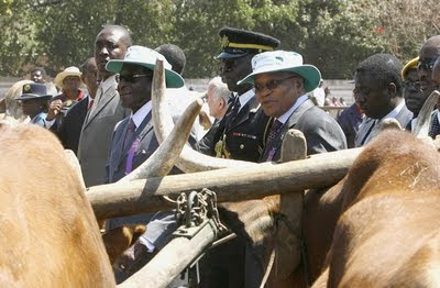 zuma, mugabe, cattle